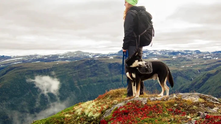 Georgian Mountain Dog Dog photo