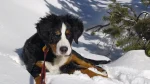 Georgian Mountain Dog Dog photo