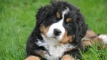 Georgian Mountain Dog Dog photo