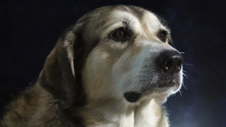 Owczarek Gruziński Dog photo
