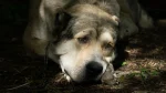 Owczarek Gruziński Dog photo