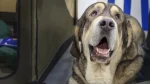Owczarek Gruziński Dog photo