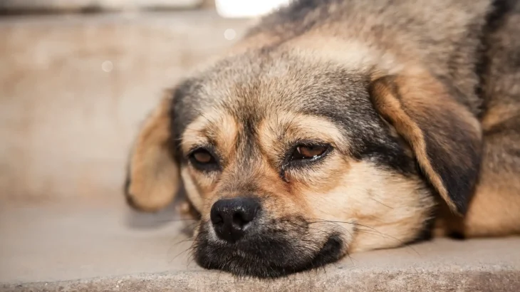 Owczarek Gruziński Dog photo