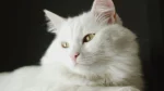 German Angora Cat photo