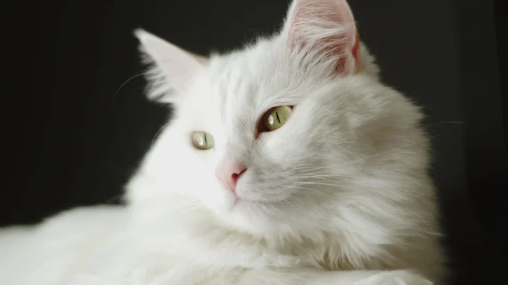 German Angora Cat photo
