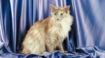 German Angora Cat photo