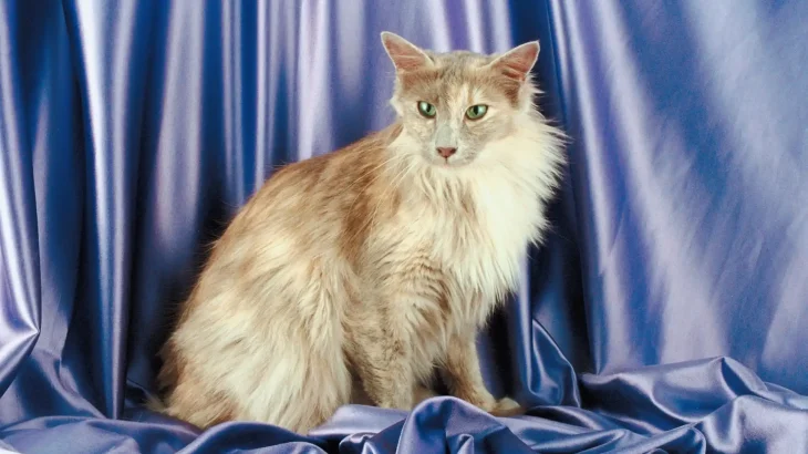 German Angora Cat photo