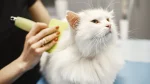German Angora Cat photo