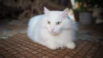 German Angora Cat photo