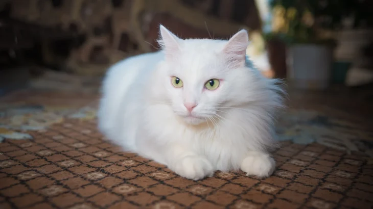 German Angora Cat photo
