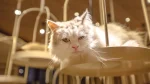 German Angora Cat photo