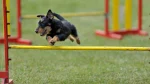 German Hunt Terrier Dog photo