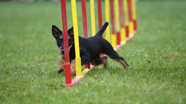 German Hunt Terrier Dog photo