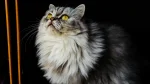 German Longhair Cat photo