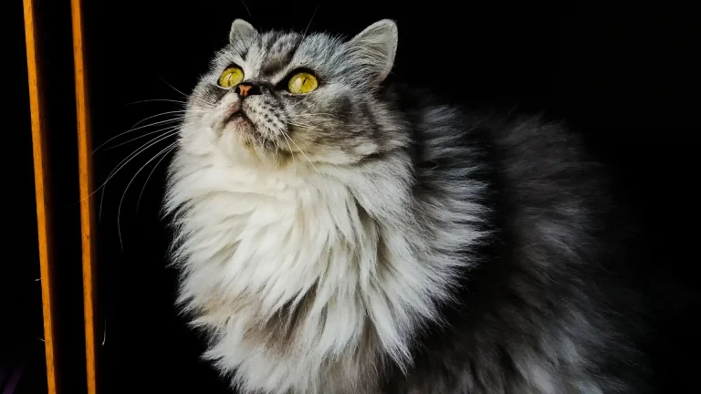 German Longhair Cat photo