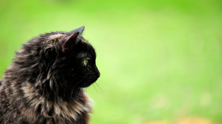 German Longhair Cat photo