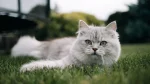 German Longhair Cat photo