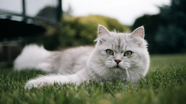 German Longhair Cat photo