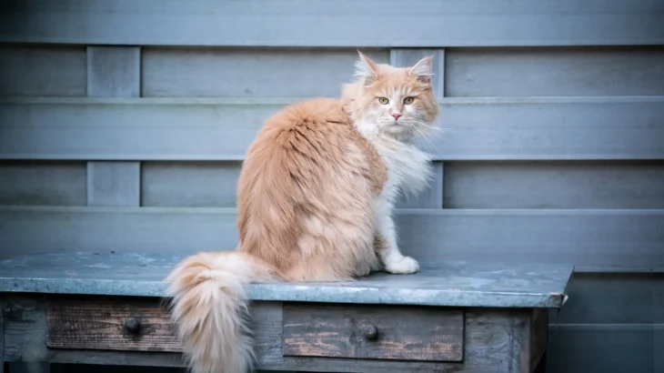 German Longhair Cat photo