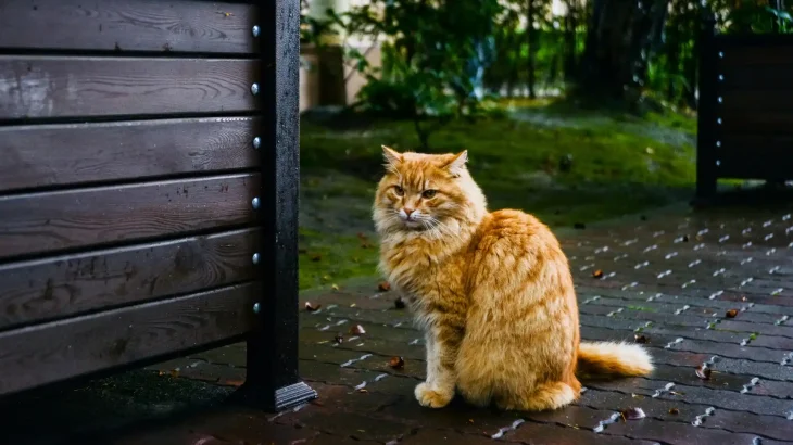 German Longhair Cat photo