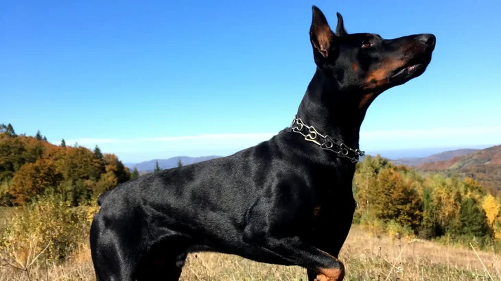 German Pinscher Dog photo
