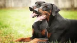 German Pinscher Dog photo