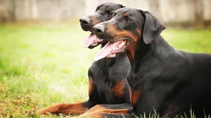 German Pinscher Dog photo