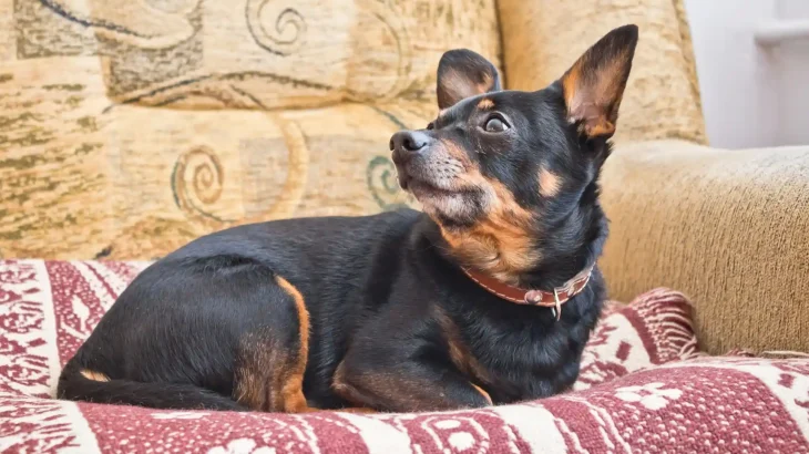 German Pinscher Dog photo