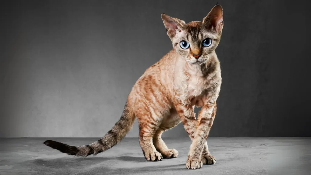 German Rex Cat photo