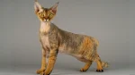German Rex Cat photo
