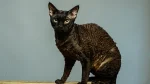 German Rex Cat photo