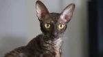 German Rex Cat photo