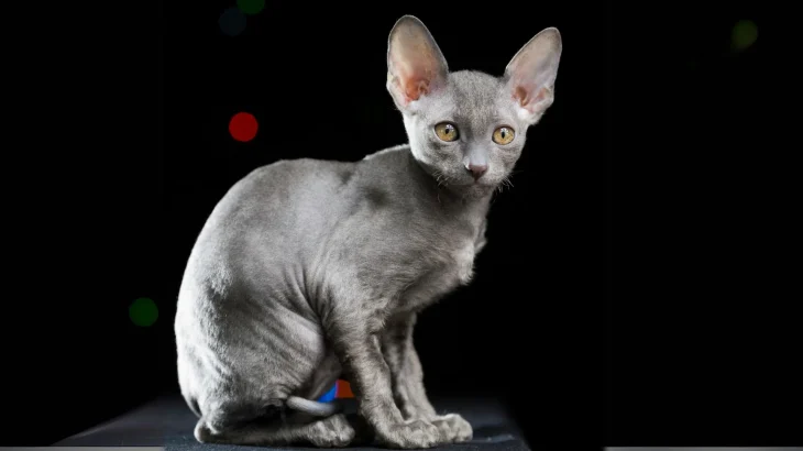 German Rex Cat photo