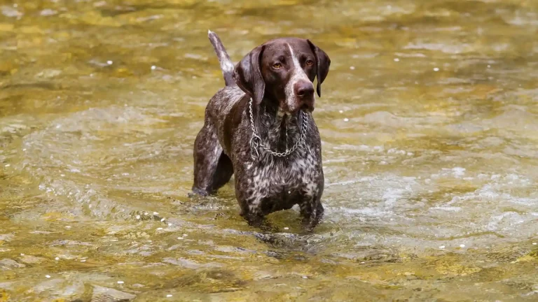 German Rough-haired Pointing Dog Dog photo