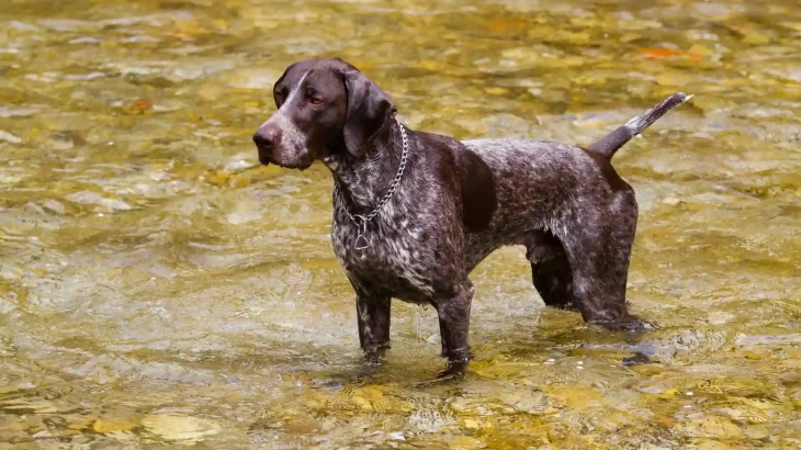 German Rough-haired Pointing Dog Dog photo