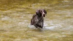 German Rough-haired Pointing Dog Dog photo