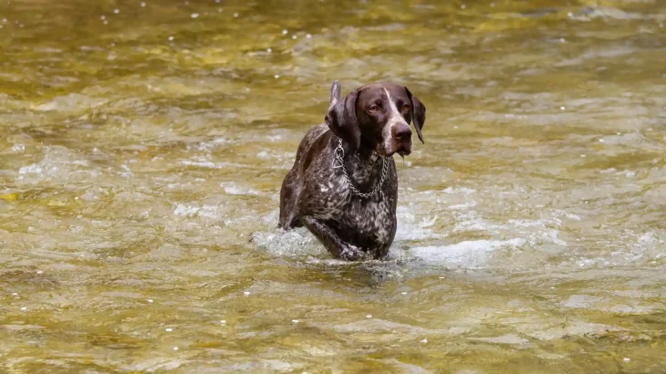 German Rough-haired Pointing Dog Dog photo