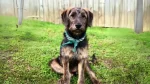 German Sheeppoodle Dog photo