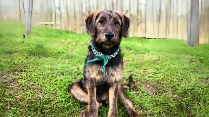 German Sheeppoodle Dog photo