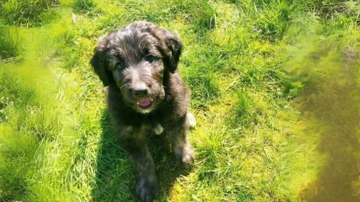 German Sheeppoodle Dog photo