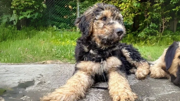 German Sheeppoodle Dog photo
