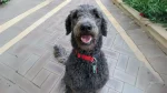 German Sheeppoodle Dog photo