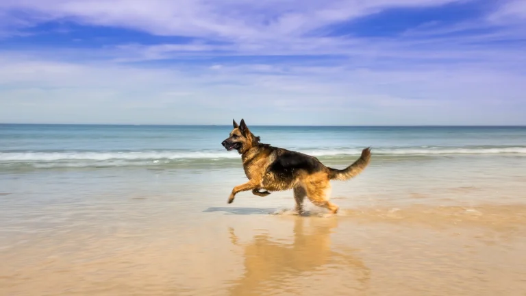 Pastore Tedesco Dog photo