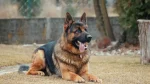 Pastore Tedesco Dog photo