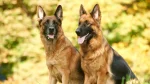 Pastore Tedesco Dog photo