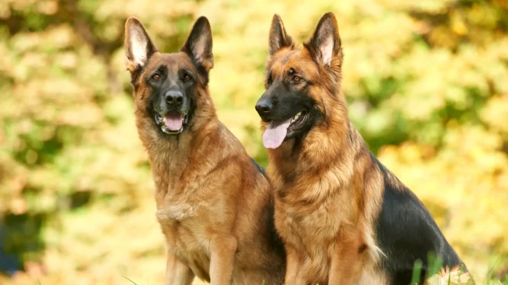 Pastore Tedesco Dog photo