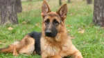 Pastore Tedesco Dog photo