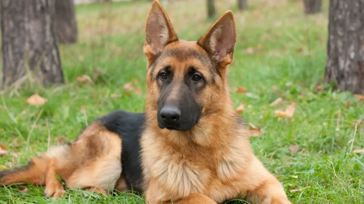 Pastore Tedesco Dog photo