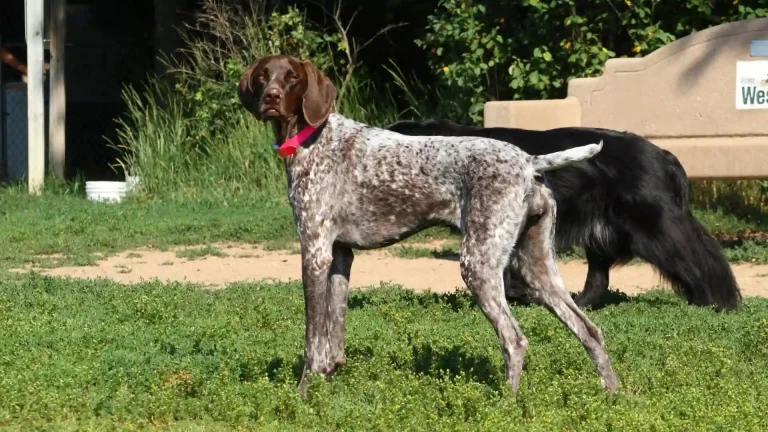 German Shorthaired Pointer Dog photo
