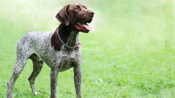 German Shorthaired Pointer Dog photo